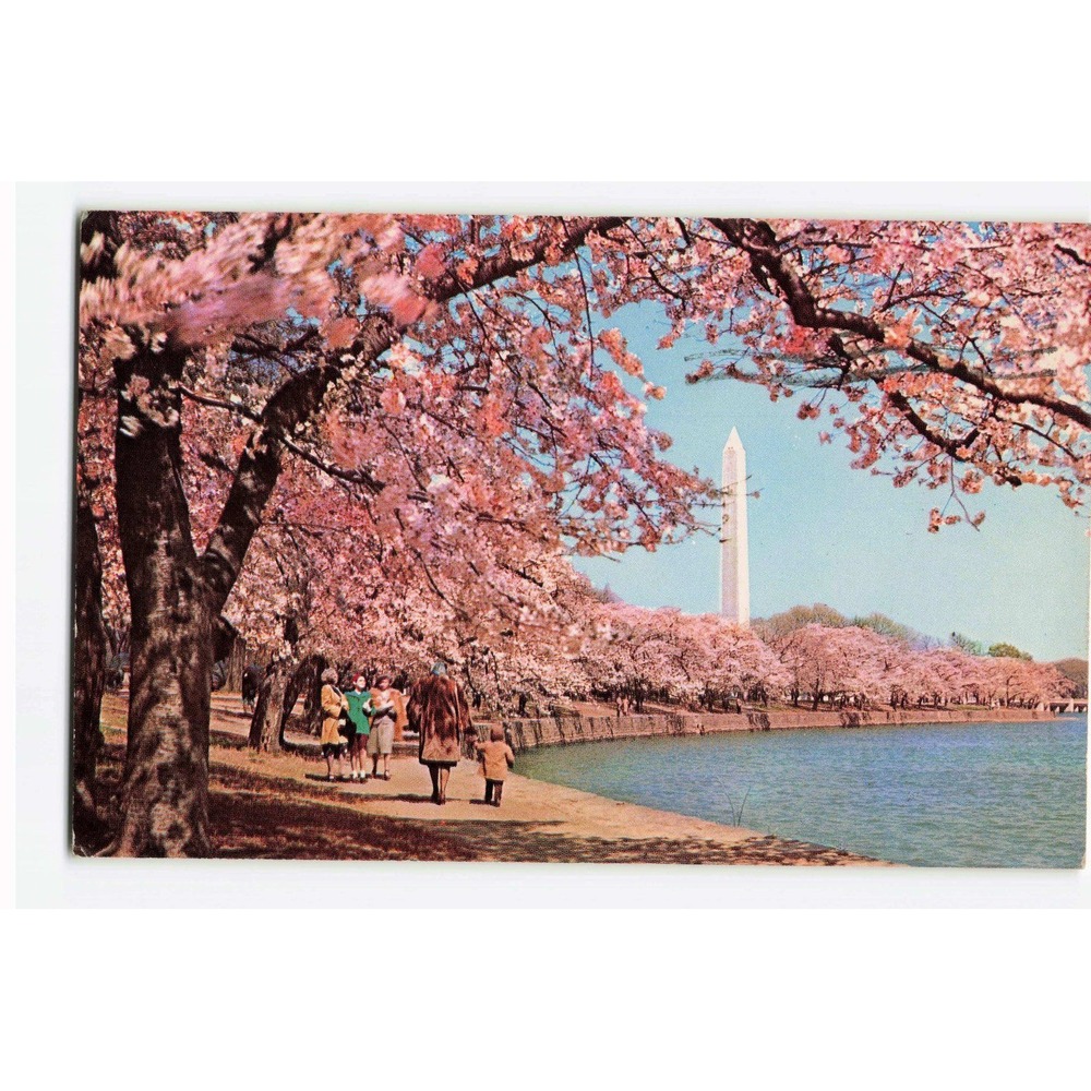 Vintage 1969 Washington DC Cherry Blossoms Washington Monument Postcard VG-